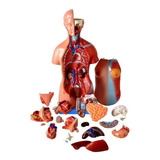 Torso Bissexual De 45cm Com Coluna Exposta, Em 25 Pts
