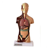 Torso De 28cm Assexuado 14 Partes