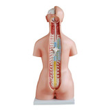 Torso De 45cm, Bissexual Com Coluna Exposta, Em 23 Partes