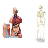 Torso De 45cm Bissexual Abertura Nas Costas +esqueleto 85 Cm