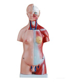 Torso De 45cm Bissexual Com Coluna Exposta Em 25 Partes