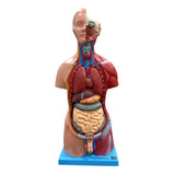 Torso De 45cm Bissexual/assexuado Coluna Exposta