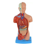 Torso Humano 28cm Altura Assexuado Em 14 Partes