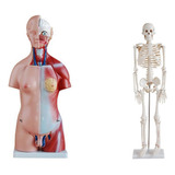 Torso Humano Bissexual 45 Cm + Esqueleto 85 Cm