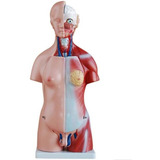 Torso Humano Bissexual Com 45cm E 24 Partes E Coluna Exposta