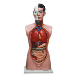 Torso Humano Clássico De 85 Cm