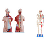 Musculares
