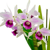 Touceira De Orquídea Adulta Cattleya Branca