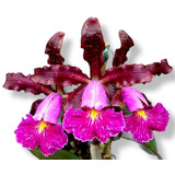 Touceira De Orquídea Cattleya Schileriana Adulta