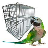 Aves