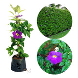 Tumbergia Roxa Arbustiva30cm Kit 200 Unidades P/ Cerca Viva