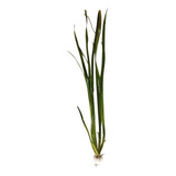 Valisneria Gigante Planta Aquática Low Tech Para Aquário