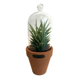 Vaso Com Tampa De Vidro Yucca Urban