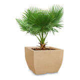 Vaso Grande Largo Planta Muda Frutifera Polietileno G 45x50