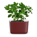 Vaso Jardineira Autoirrigável P/ Plantas E Temperos Vermelho