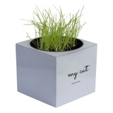 Vaso P/gato Auto Irrigável 11cm Grama Graminha Gatos