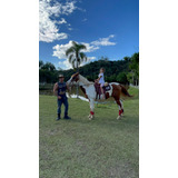 Vendo 2 Cavalos, Um Paint Horse E Egua Quarto De Milha