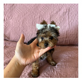 Vendo Cachorro Yorkshire Fêmea