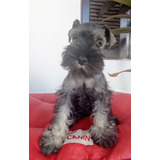 Vendo Filhotes De Schnauzer Miniatura Linhagem Boa Barba.