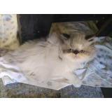 Vendo Lindos Filhotes Gato Persa Machos
