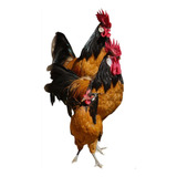 Fertilidade