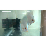 Acara Disco Blue Diamond 5 Cm