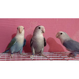 Agapornis Roseicollis Da Linha Azul Fêmeas 