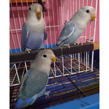 Agapornis Roseicollis Depurados Da