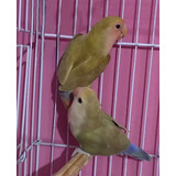 Agapornis Roseicollis Fêmeas Da Linha Verde