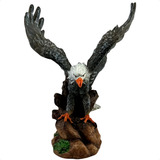 Aguia Gaviao Espanta Pombo