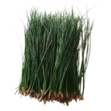 Agulha De Pinheiro 250