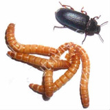 Ajamar Tenebrios Larvas De