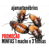 Ajamartenebrios Baratas De Madagascar