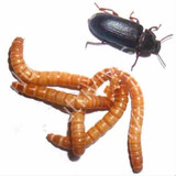 Ajamartenebrios Larvas De Tenebrios