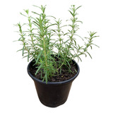 Alecrim Organico Muda P15