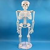 Alikeke Anatomy Lab Modelo