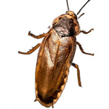 Alimento Vivo Barata Palida 50 Unidades  Bp 50un  nino 