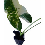 Alocasia Variegata Mudas 
