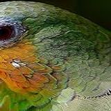 Amazon Parrot Notebook 