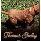 American Bully filhote