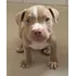 American Bully Com Pedigree E Microchip Canil Jackmel Collie