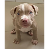 American Bully Com Pedigree