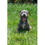 American Bully Femea Com