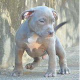 American Bully Filhote 