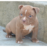 American Bully Filhote 