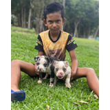American Bully Pocket E