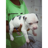 American Bully Pocket