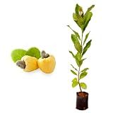 Amk Jardinagem E Paisagismo