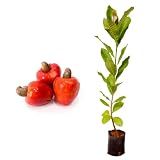 Amk Jardinagem E Paisagismo