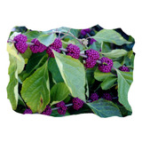 Amora Callicarpa Americana Sementes